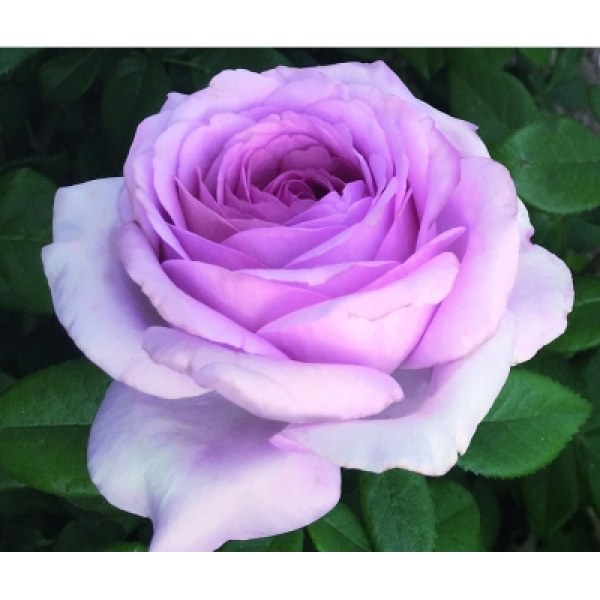 Ч-155 - Роза в саксия 3 л