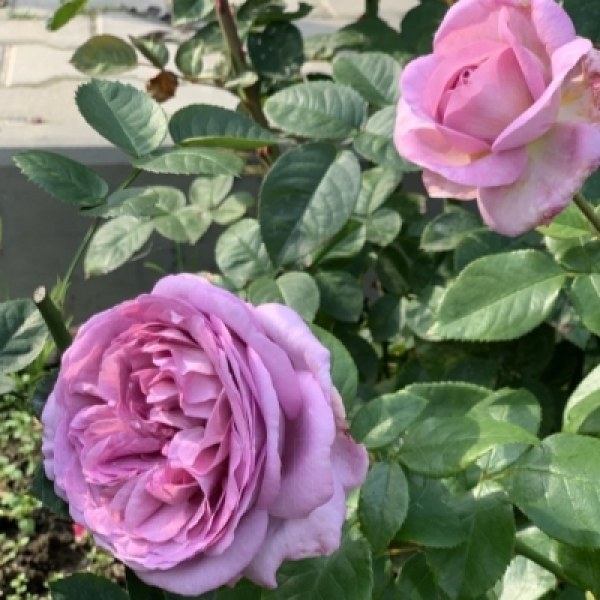 Ч-155 - Роза в саксия 7 л