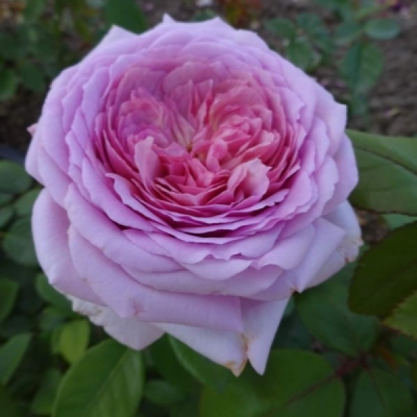 Ч-155 - Роза гол корен