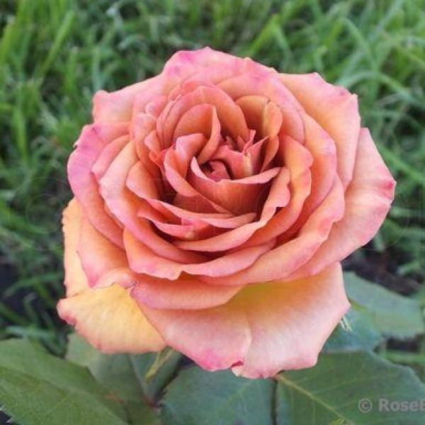 Ч-156 - Роза в саксия 3 л