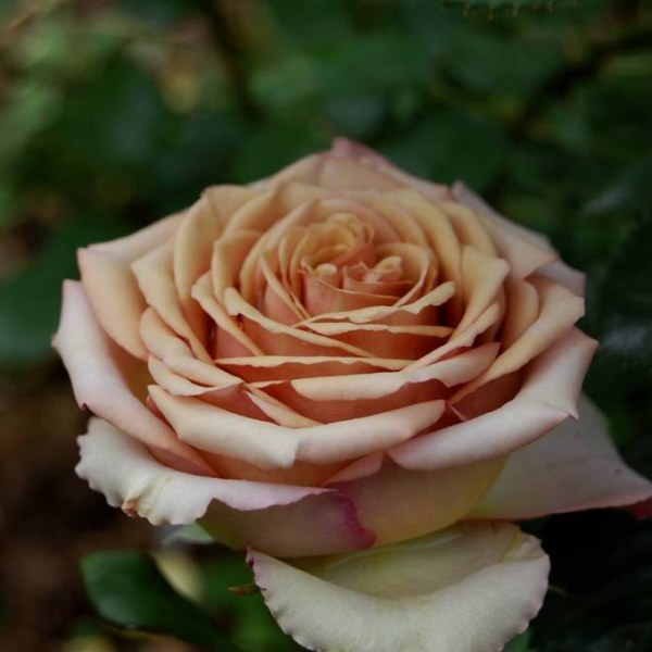 Ч-156 - Роза гол корен