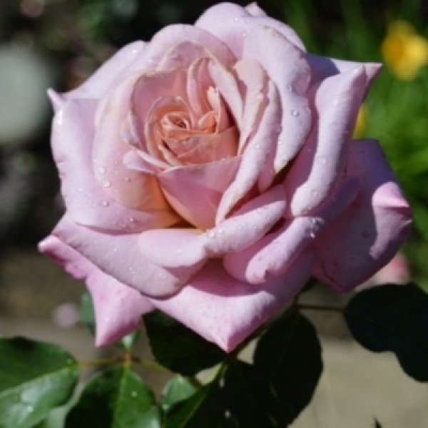 Ч-157 - Роза в саксия 3 л