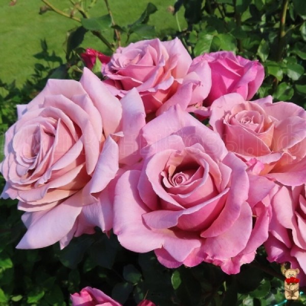 Ч-157 - Роза в саксия 7 л