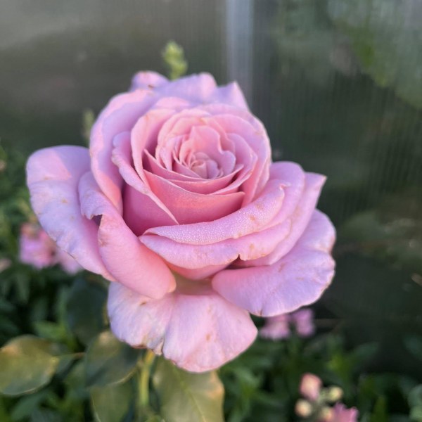 Ч-157 - Роза гол корен