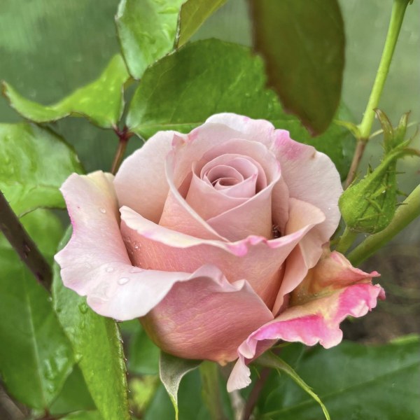 Ч-159 - Роза в саксия 3 л