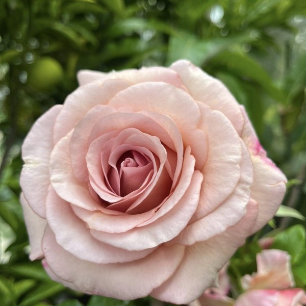 Ч-159 - Роза в саксия 7 л