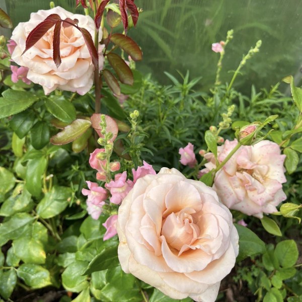 Ч-159 - Роза гол корен