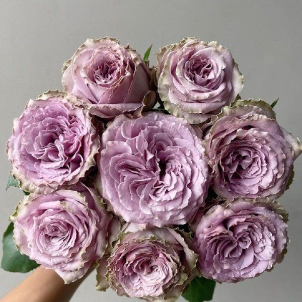 Ч-162 - Роза в саксия 7 л