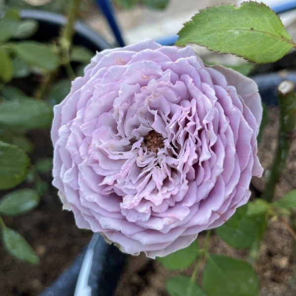 Ч-162 - Роза гол корен