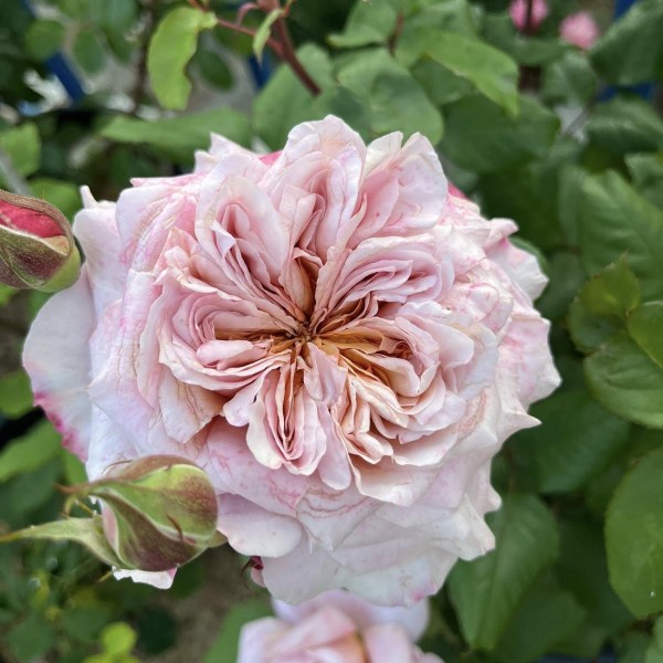 Ч-163 - Роза в саксия 3 л