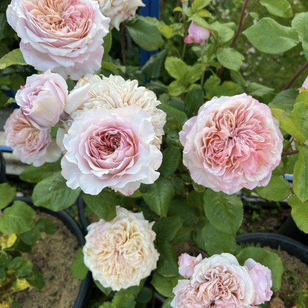 Ч-163 - Роза в саксия 7 л