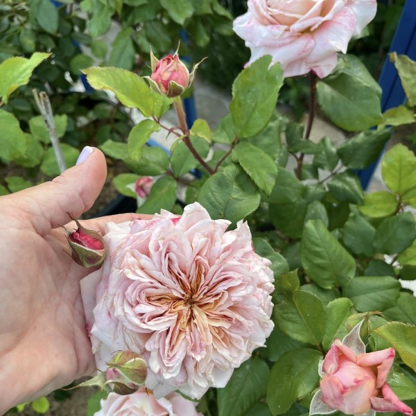 Ч-163 - Роза гол корен