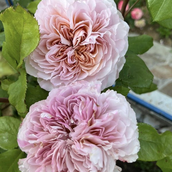 Ч-163 - Щамроза  в саксия 5 л