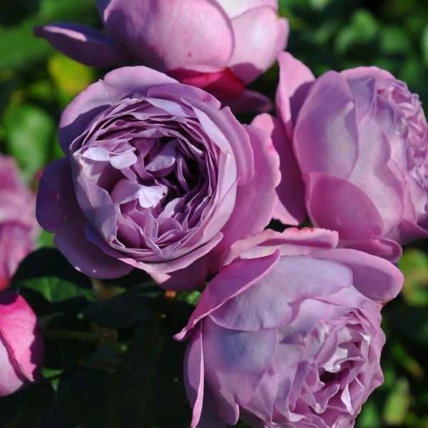 Ч-164 - Роза в саксия 7 л