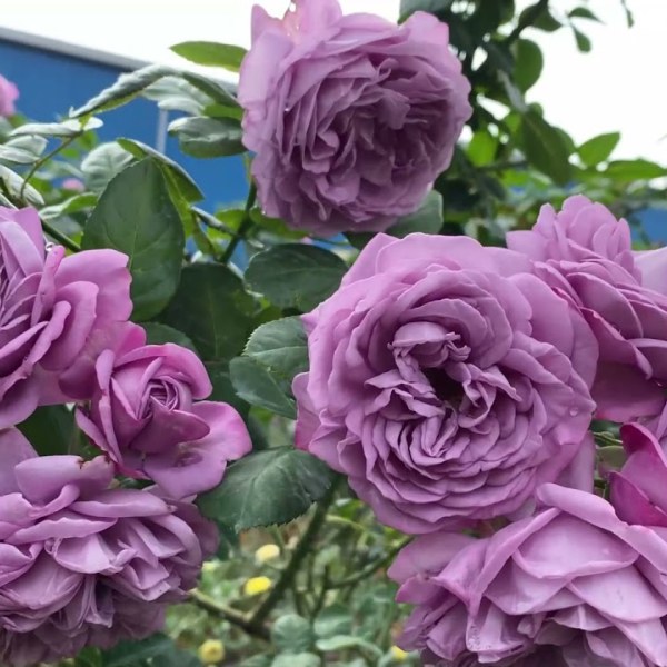 Ч-164 - Роза гол корен