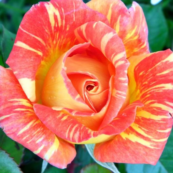 Ч-166 - Роза в саксия 3 л