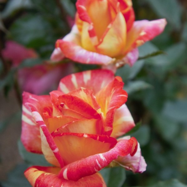 Ч-166 - Роза гол корен