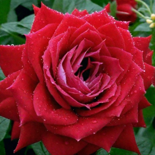 Ч-167 - Роза в саксия 3 л