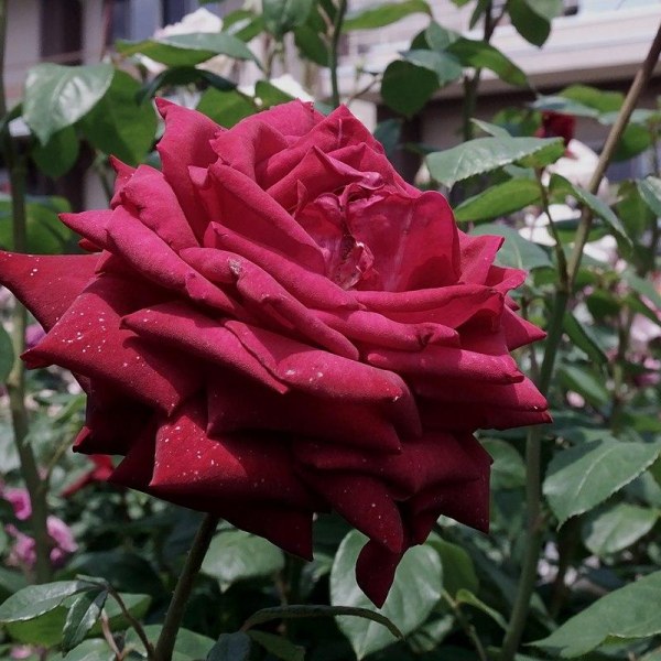 Ч-167 - Роза в саксия 7 л