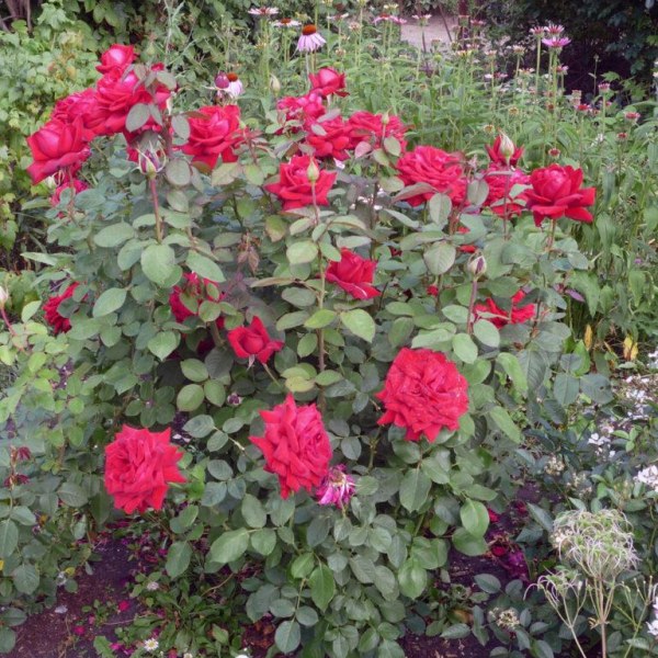 Ч-167 - Роза гол корен