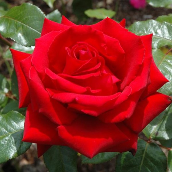 Ч-168 - Роза гол корен