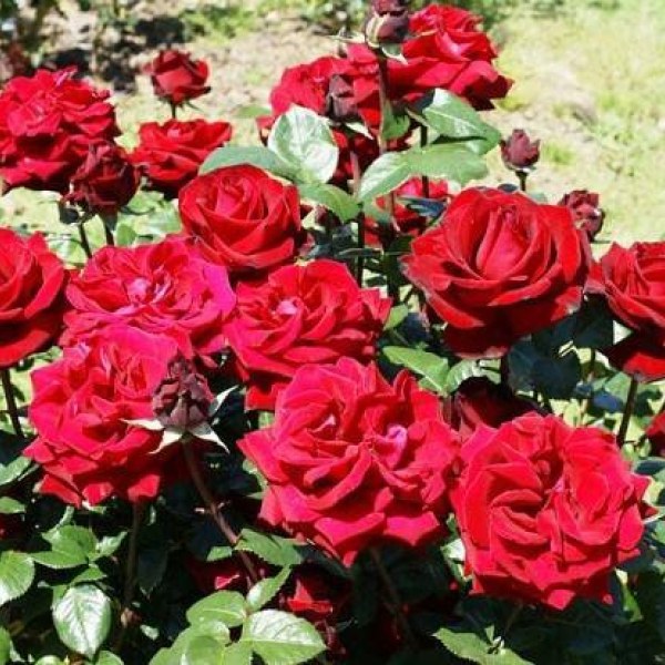 Ч-168 - Щамроза  в саксия 5 л