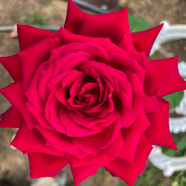 Ч-168 - Роза в саксия 3 л