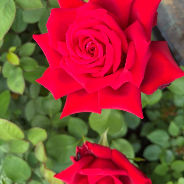 Ч-168 - Роза в саксия 7 л