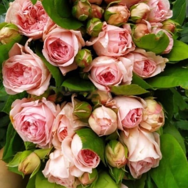 Ч-169 - Роза в саксия 3 л