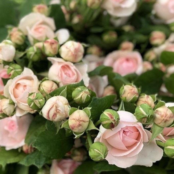 Ч-169 - Роза в саксия 7 л