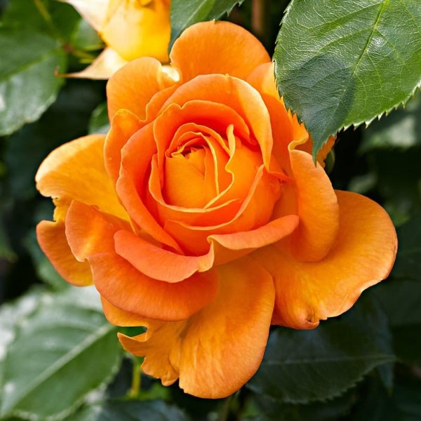 Ч-192 - Роза в саксия 3 л