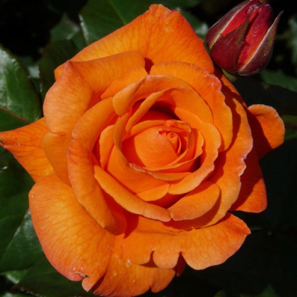 Ч-192 - Роза в саксия 7 л