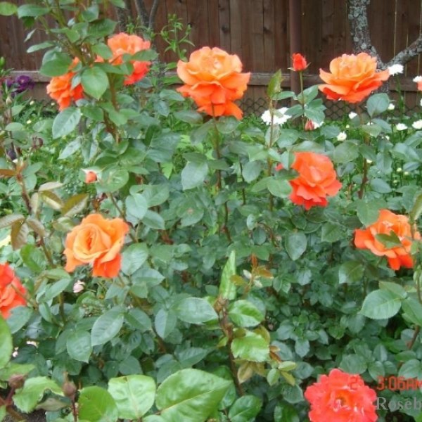 Ч-192 - Роза гол корен