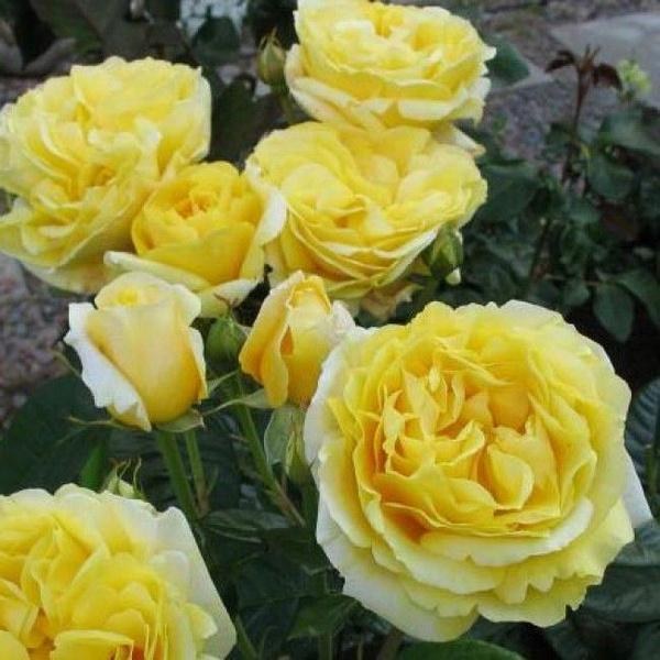 Ч-193 - Роза в саксия 3 л