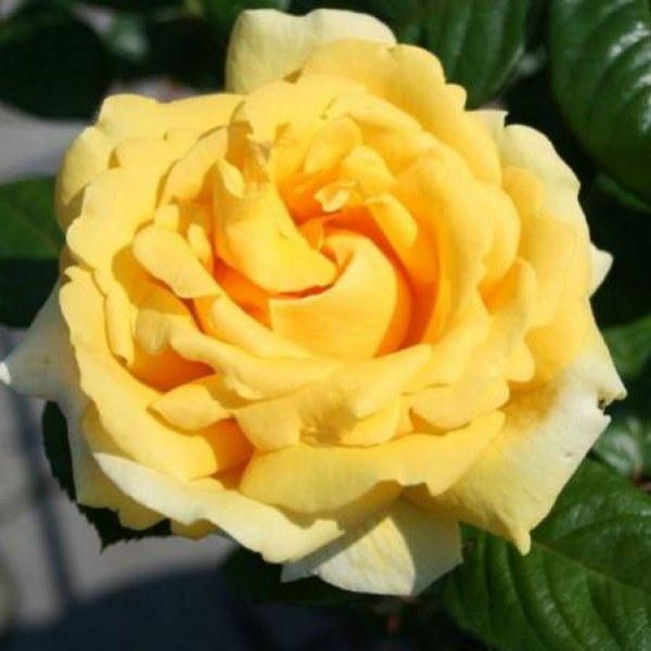 Ч-193 - Роза в саксия 7 л