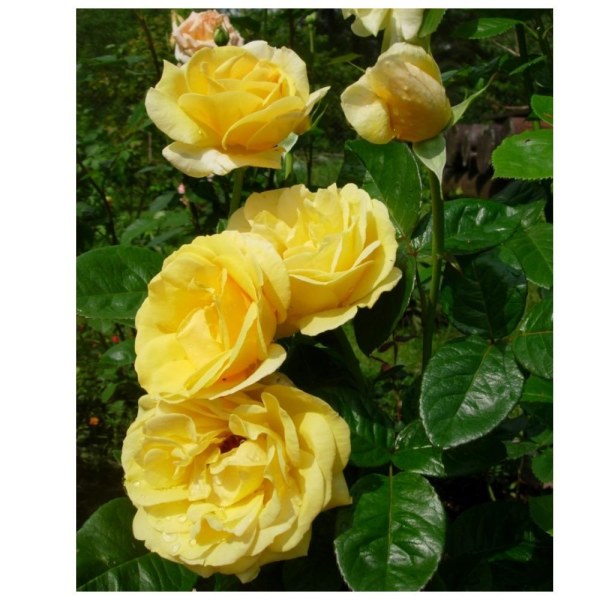 Ч-193 - Роза гол корен