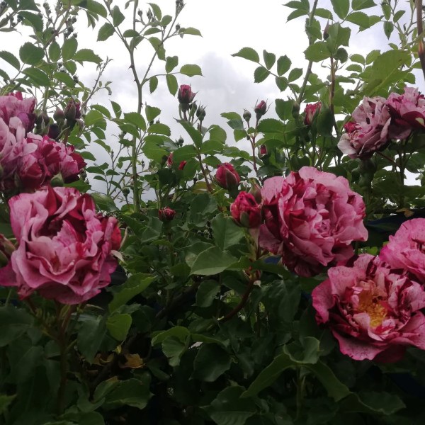 Ф-001 - Роза в саксия 3 л