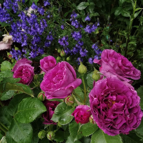 Ф-007 - Роза в саксия 3 л