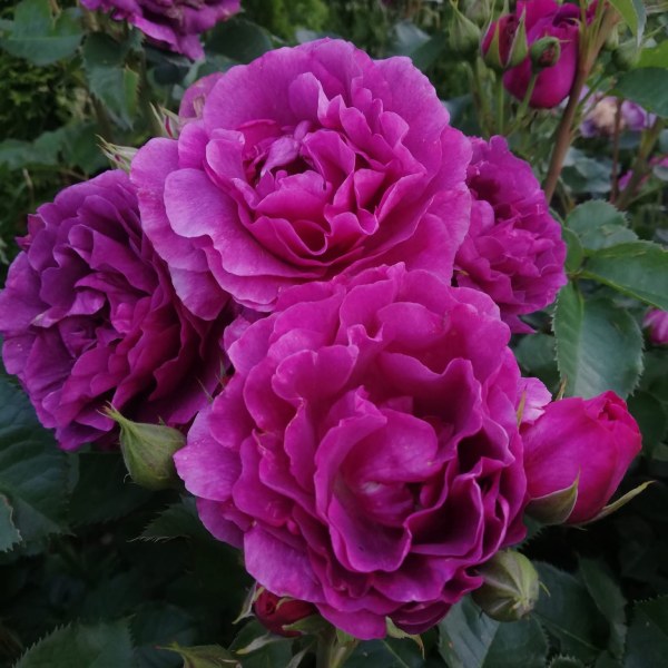 Ф-007 - Роза в саксия 7 л