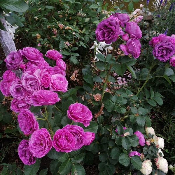 Ф-007 - Роза гол корен