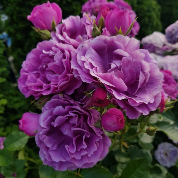 Ф-007 - Щамроза  в саксия 5 л