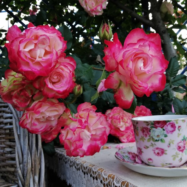 Ф-008 - Роза в саксия 3 л