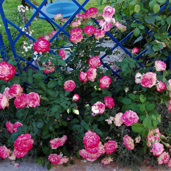 Ф-008 - Роза в саксия 7 л