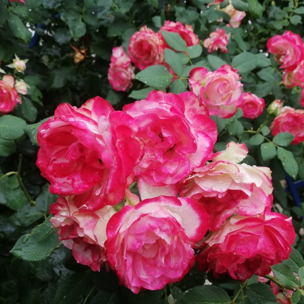 Ф-008 - Роза гол корен