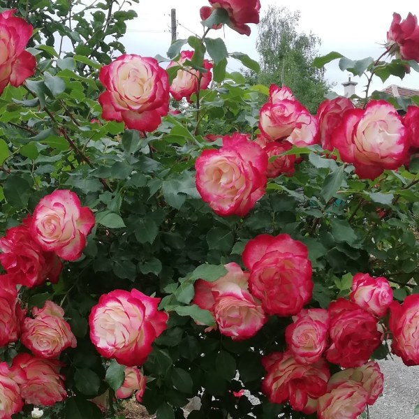 Ф-008 - Щамроза в саксия