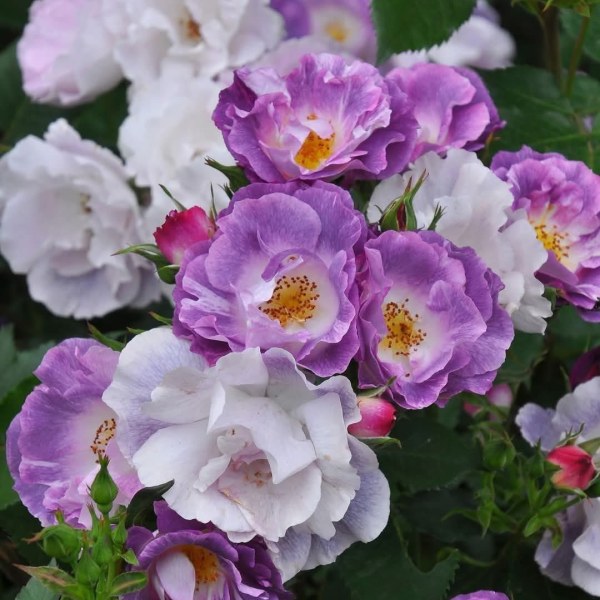 Ф-010 - Роза в саксия 3 л