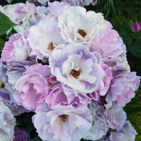 Ф-010 - Роза в саксия 7 л