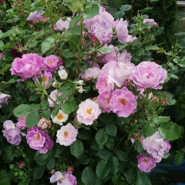 Ф-010 - Роза гол корен