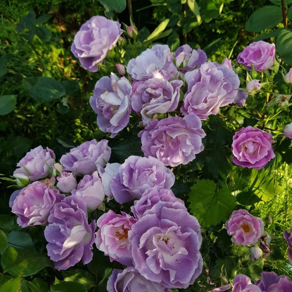 Ф-010 - Щамроза  в саксия 5 л