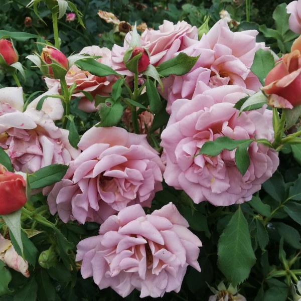 Ф-016 - Роза в саксия 3 л